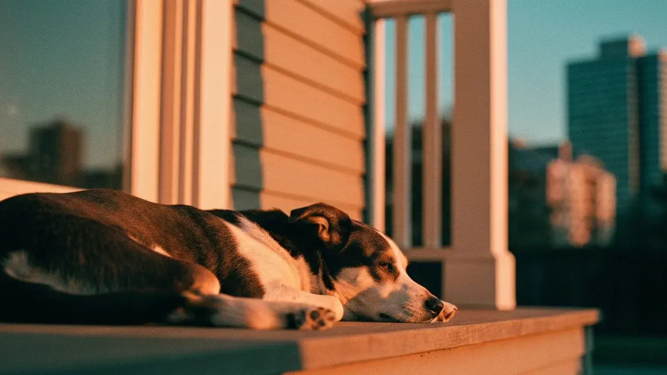 intimate detail photograph of a dog resting on a sunny porch, at warm dusk