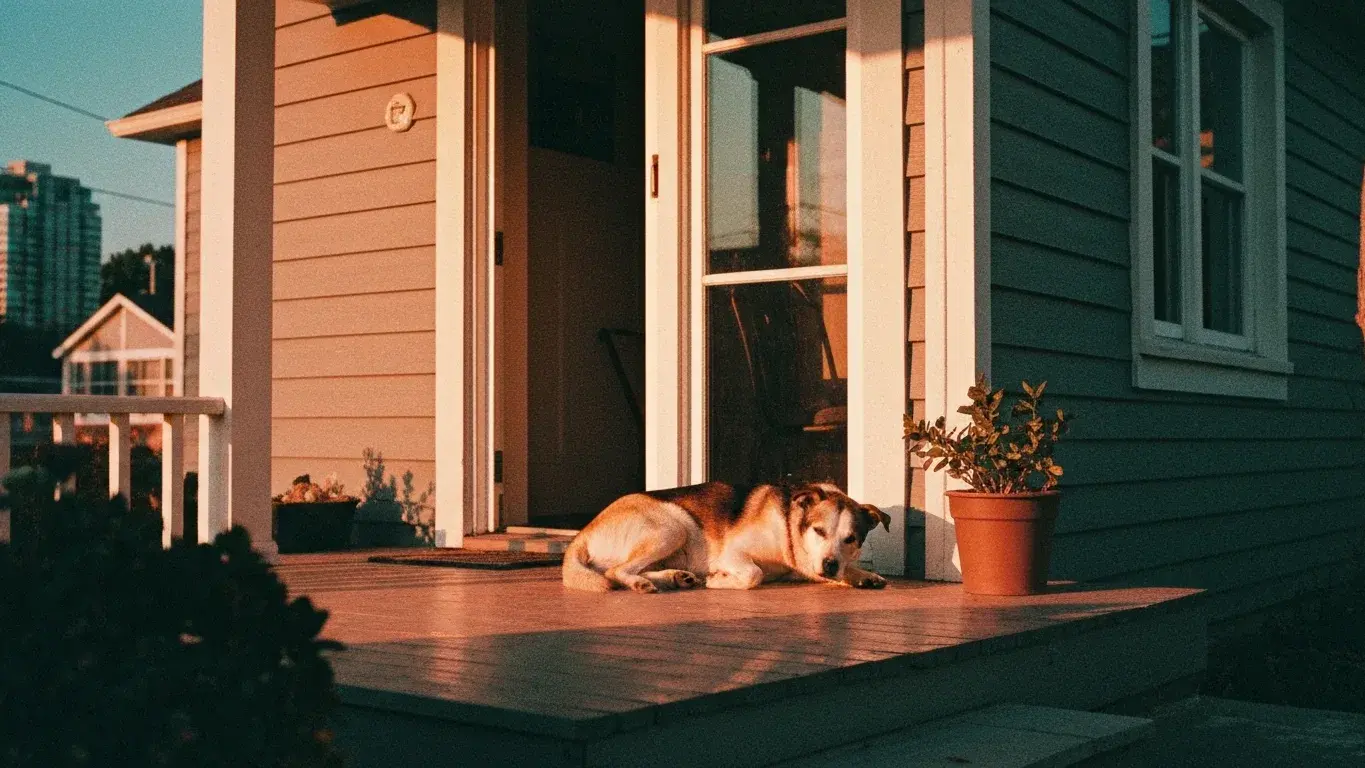 candid lifestyle photograph of a dog resting on a sunny porch, at warm dusk